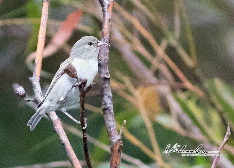 Wildlife Photography Gallery Image