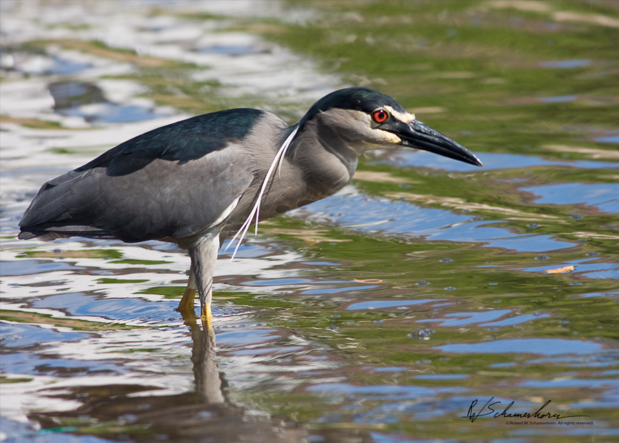 Wildlife Photography Gallery Image