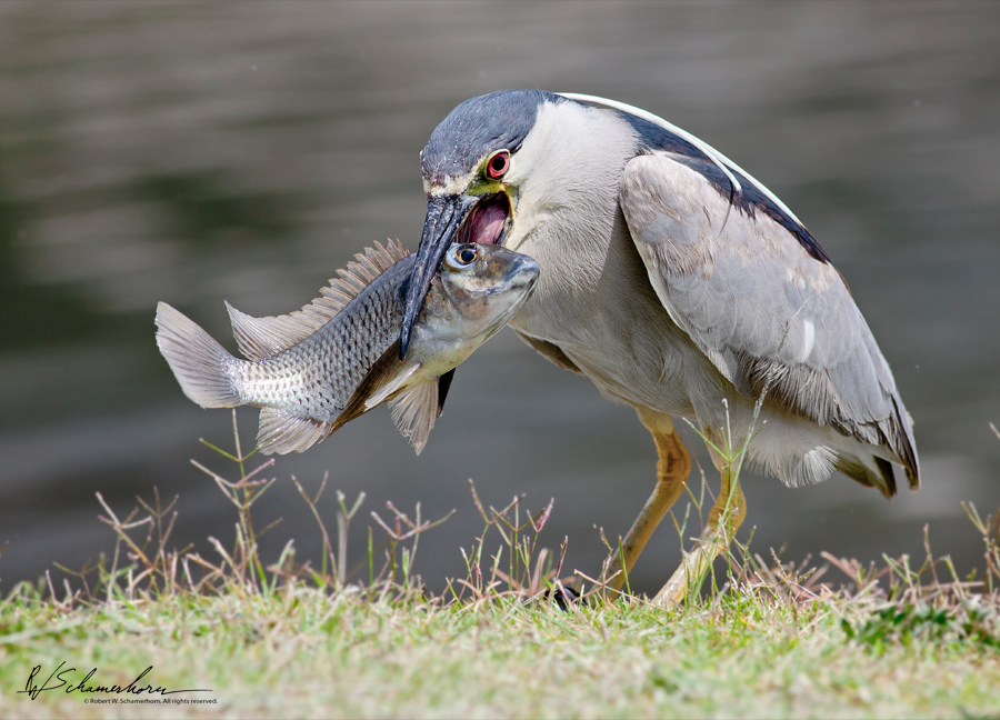 Wildlife Photography Gallery Image