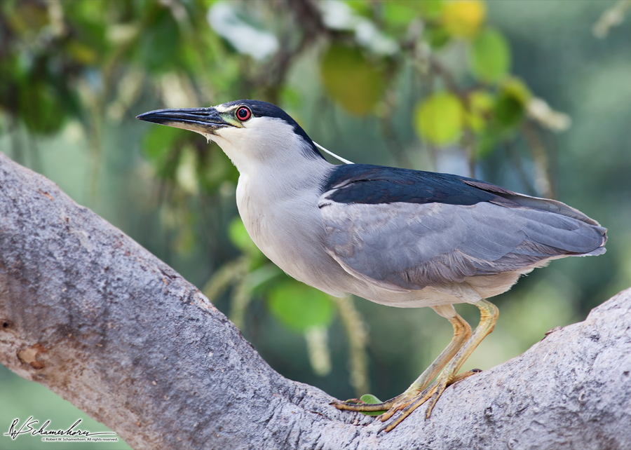 Wildlife Photography Gallery Image