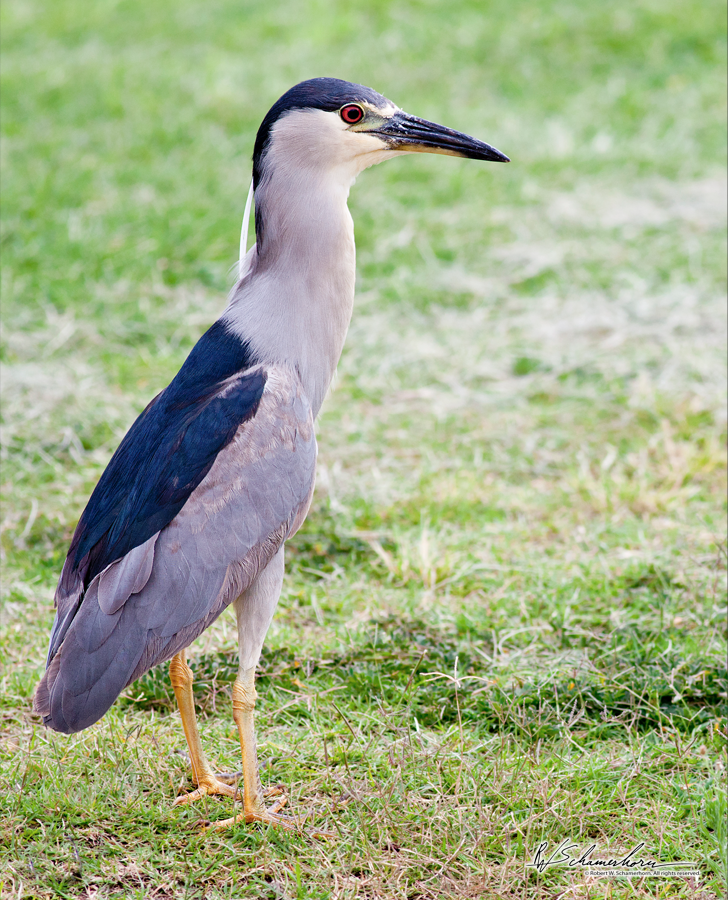 Wildlife Photography Gallery Image