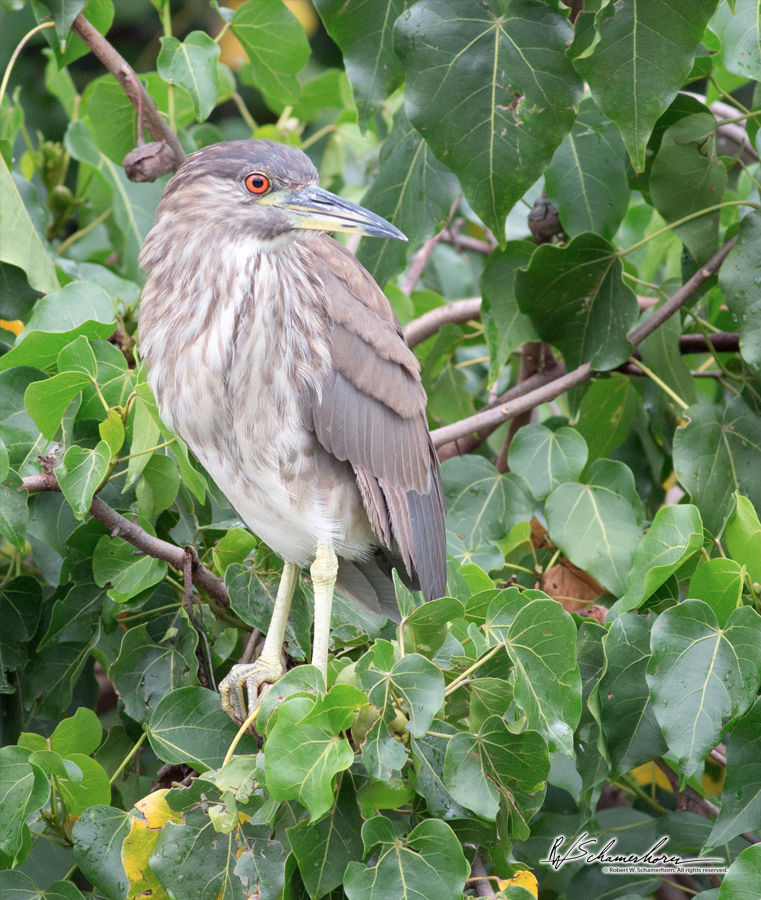 Wildlife Photography Gallery Image