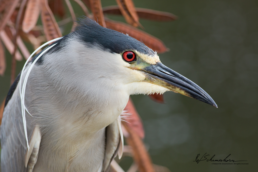 Wildlife Photography Gallery Image