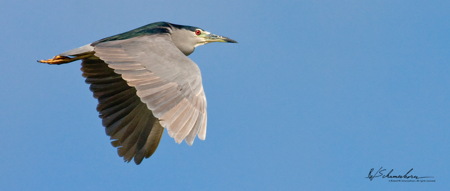 Wildlife Photography Gallery Image