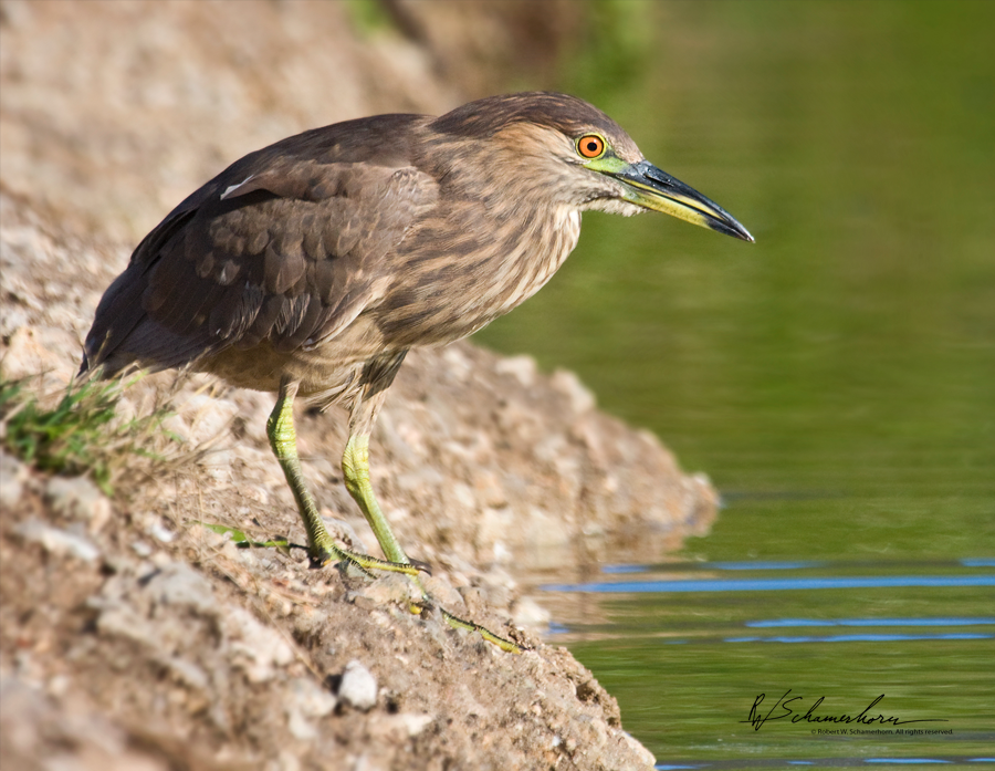 Wildlife Photography Gallery Image