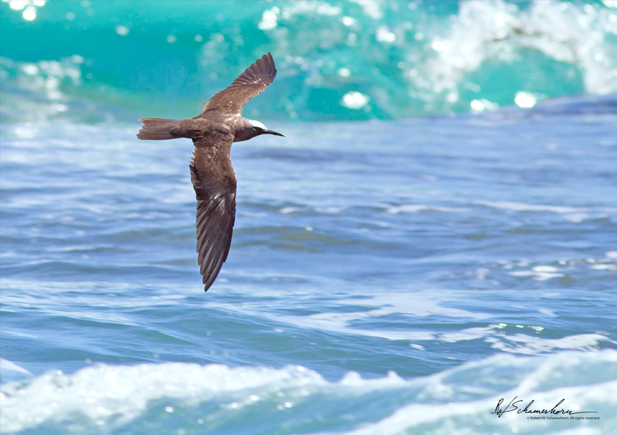 Wildlife Photography Gallery Image