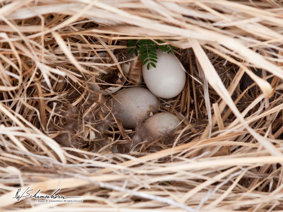 Wildlife Photography Gallery Image