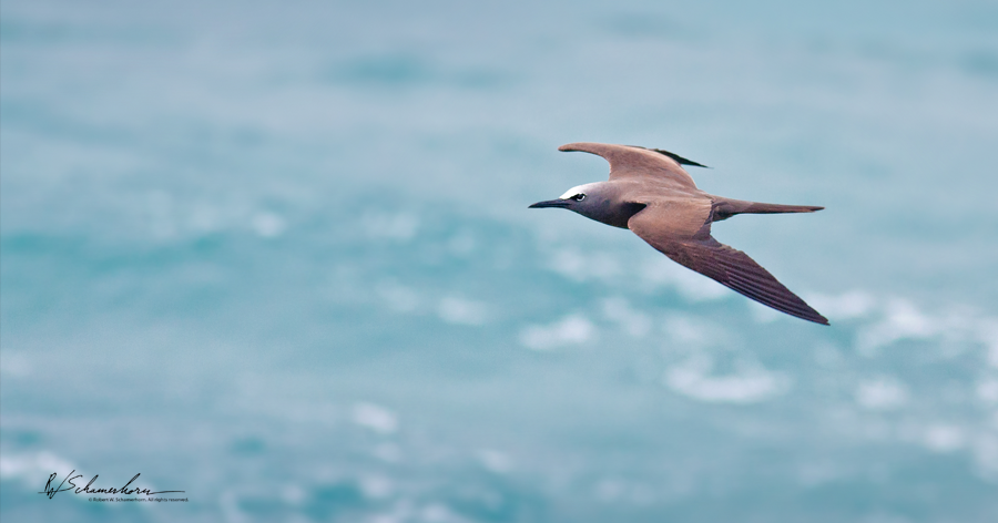 Wildlife Photography Gallery Image