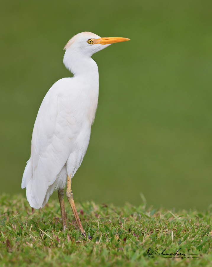 Wildlife Photography Gallery Image