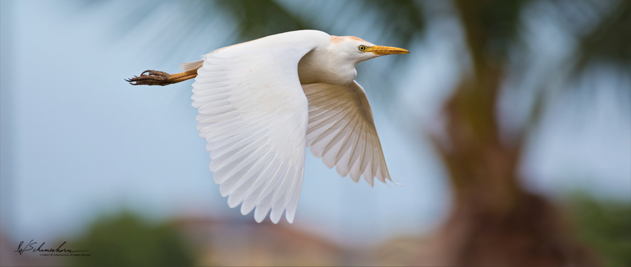 Wildlife Photography Gallery Image