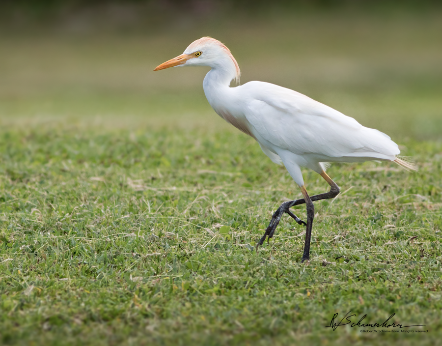 Wildlife Photography Gallery Image