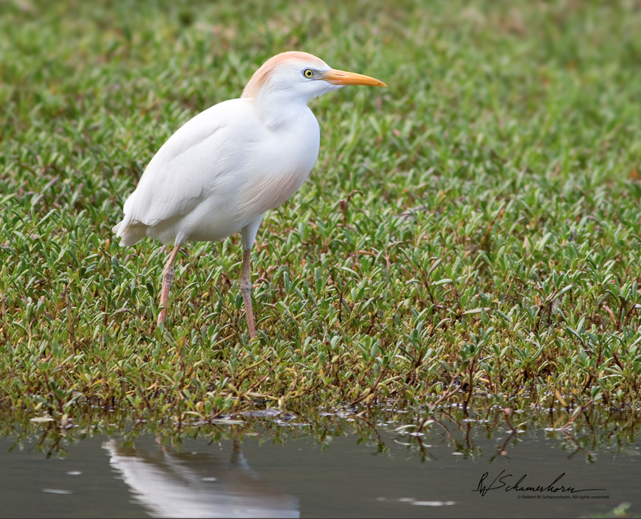 Wildlife Photography Gallery Image