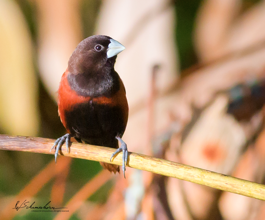 Wildlife Photography Gallery Image