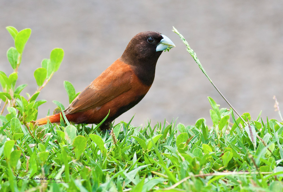 Wildlife Photography Gallery Image