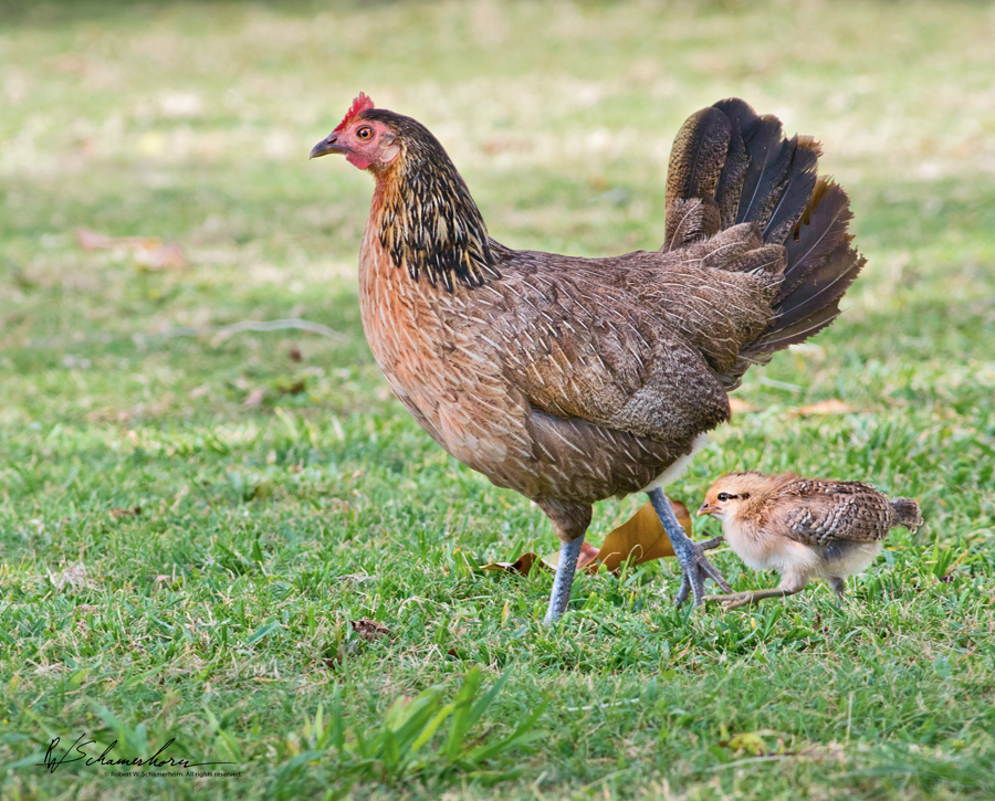 Wildlife Photography Gallery Image
