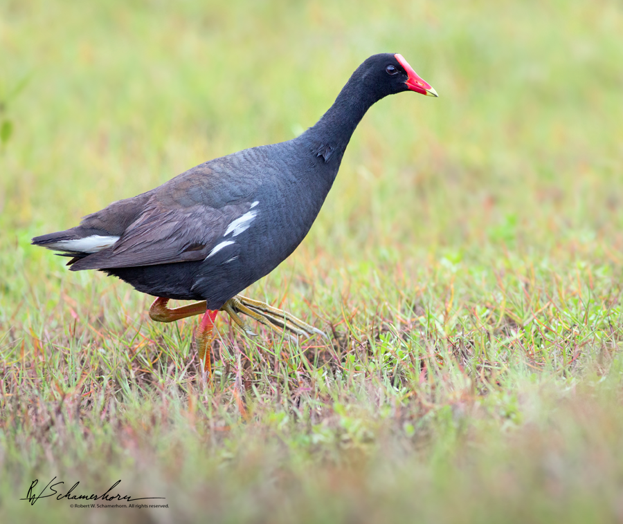 Wildlife Photography Gallery Image