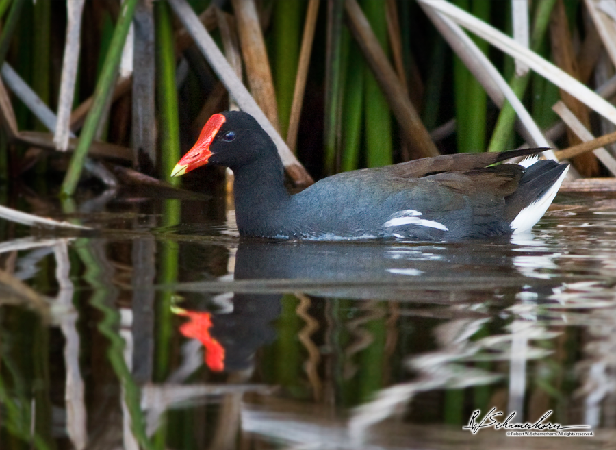 Wildlife Photography Gallery Image