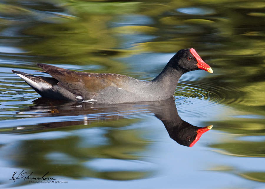 Wildlife Photography Gallery Image