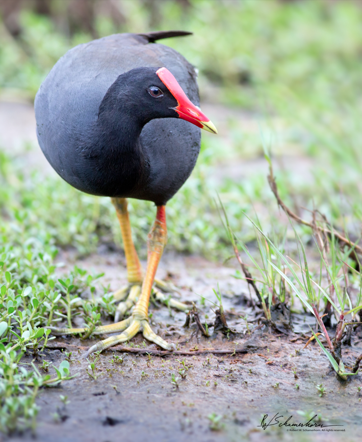 Wildlife Photography Gallery Image
