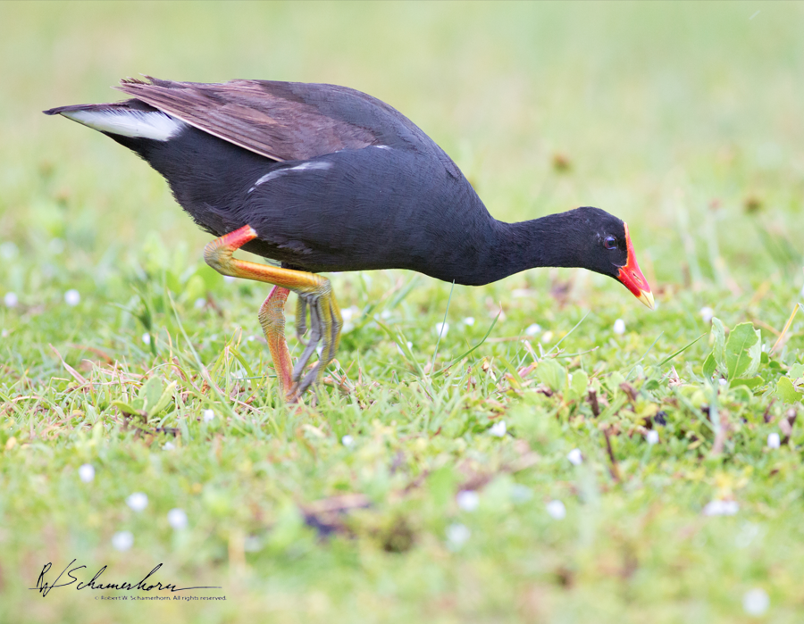 Wildlife Photography Gallery Image