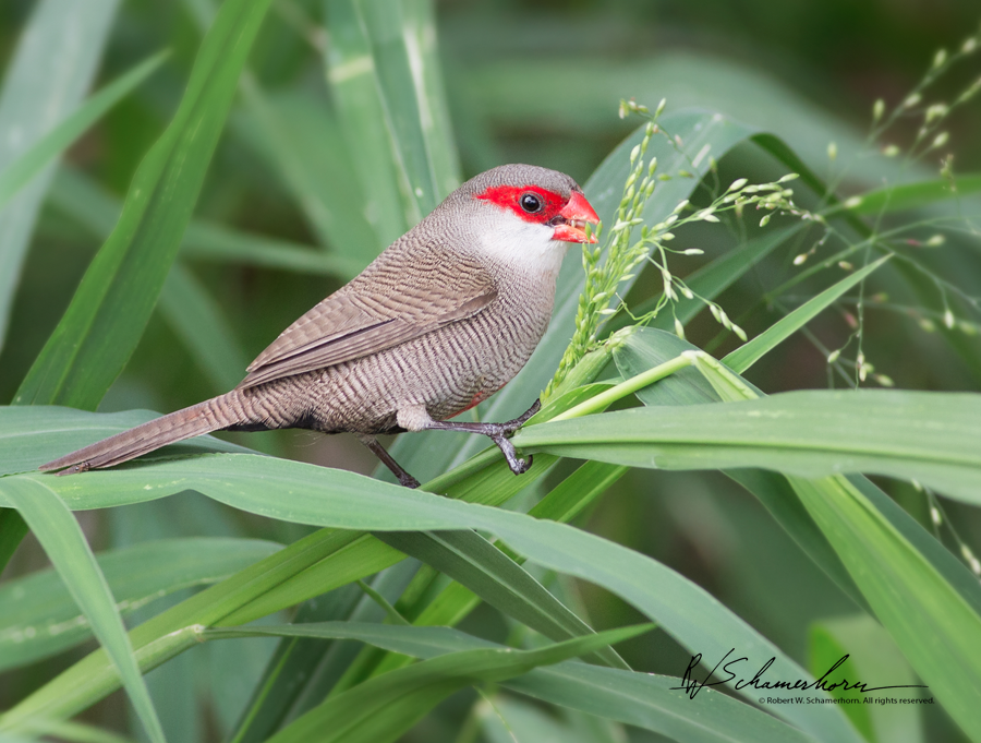 Wildlife Photography Gallery Image
