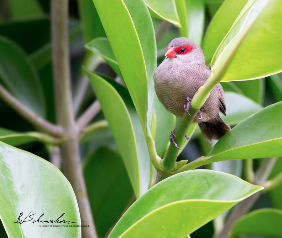 Wildlife Photography Gallery Image