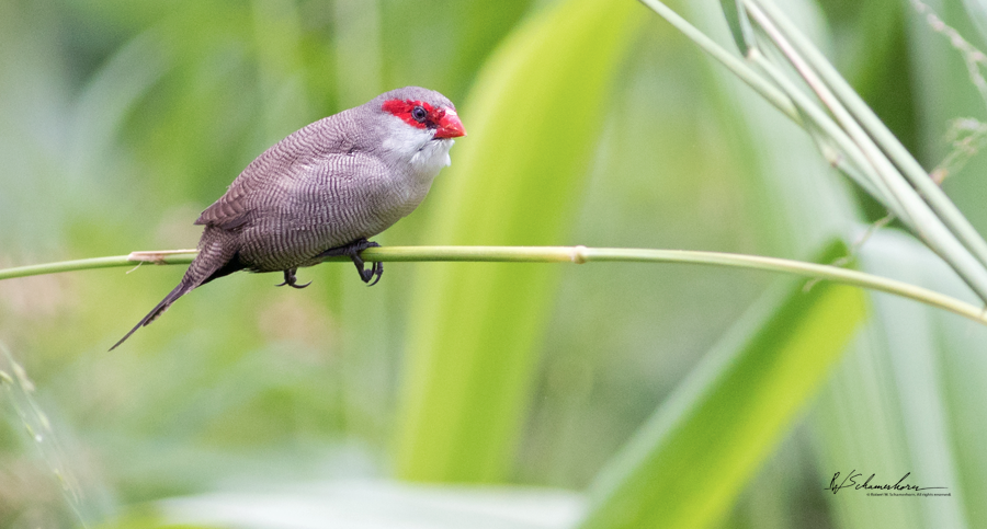 Wildlife Photography Gallery Image