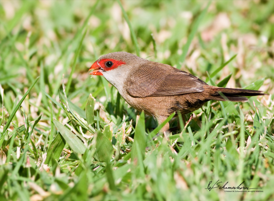 Wildlife Photography Gallery Image
