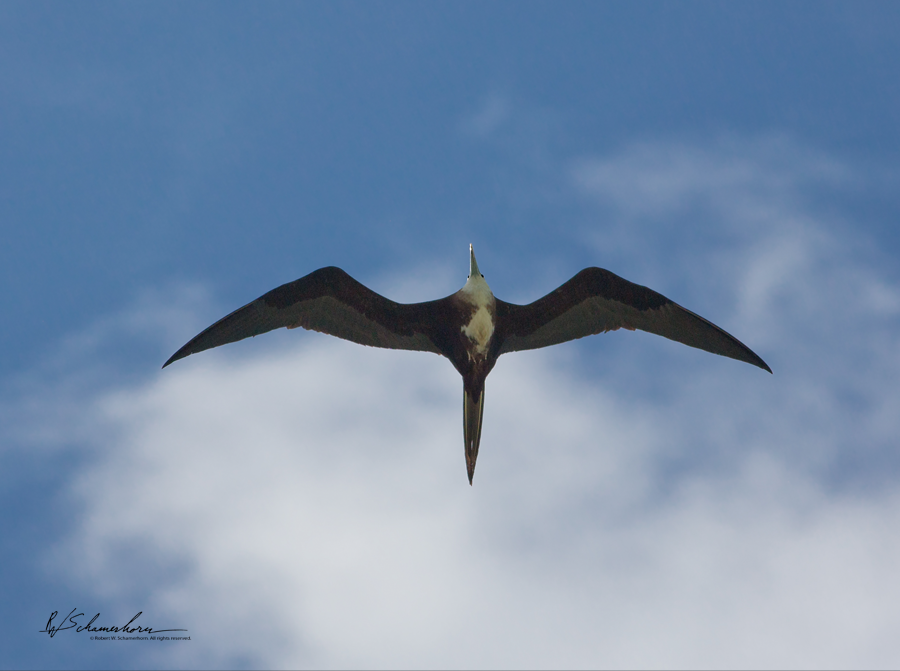 Wildlife Photography Gallery Image