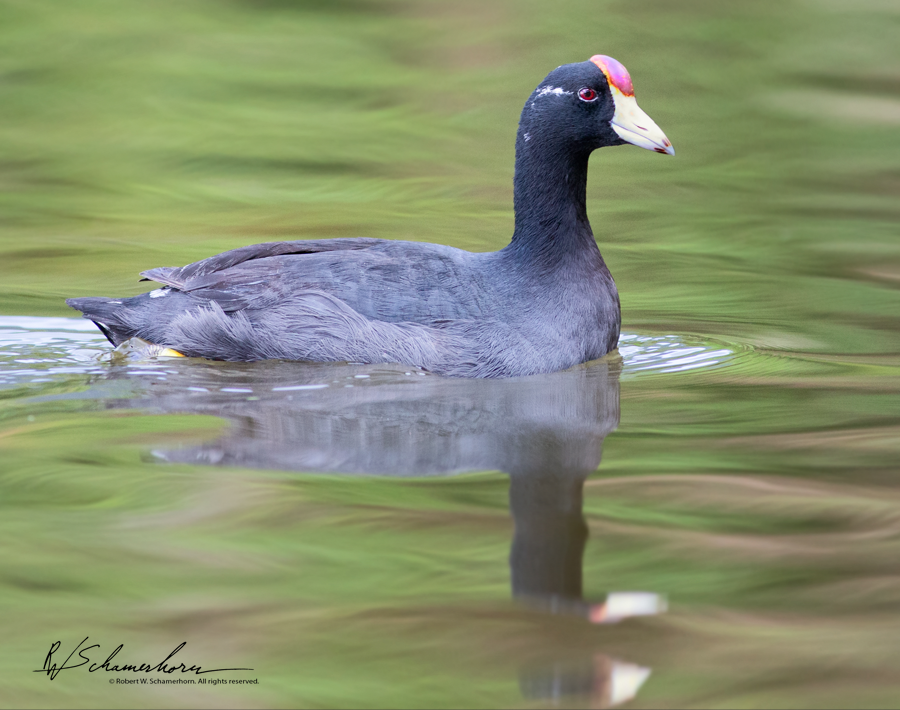 Wildlife Photography Gallery Image