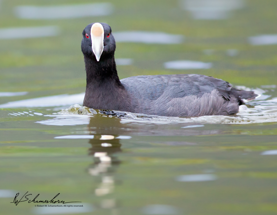 Wildlife Photography Gallery Image
