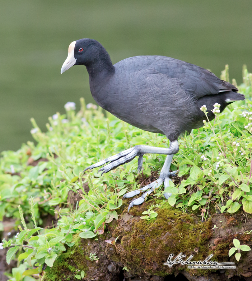 Wildlife Photography Gallery Image