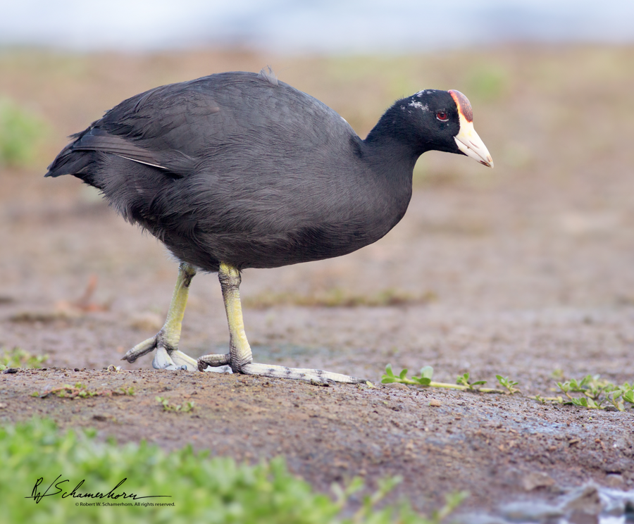 Wildlife Photography Gallery Image