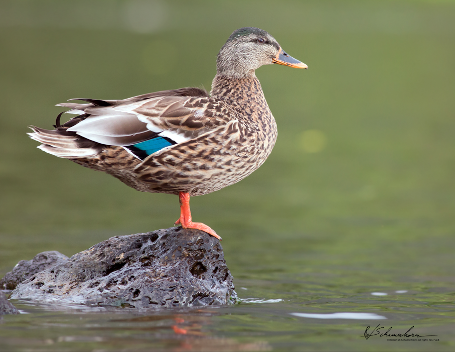 Wildlife Photography Gallery Image