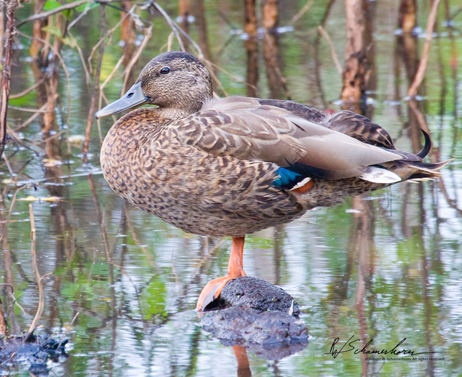 Wildlife Photography Gallery Image