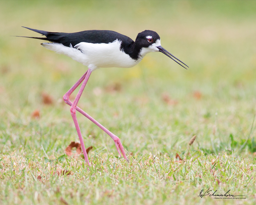 Wildlife Photography Gallery Image