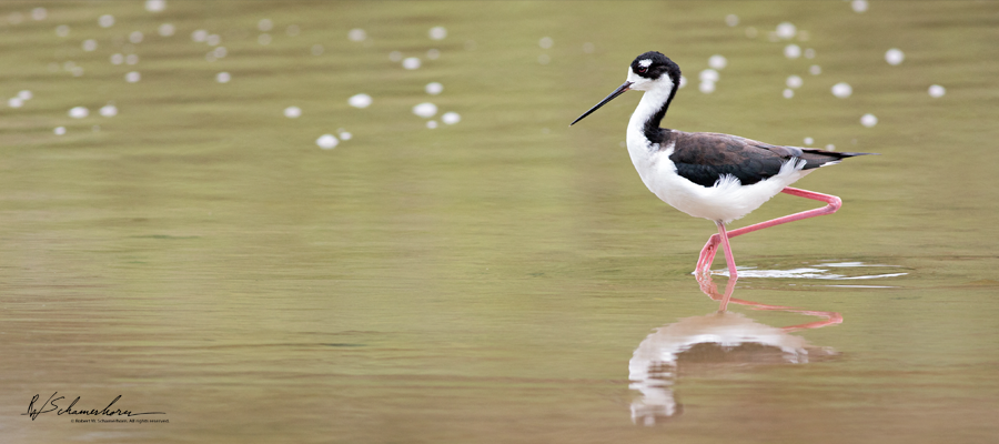 Wildlife Photography Gallery Image