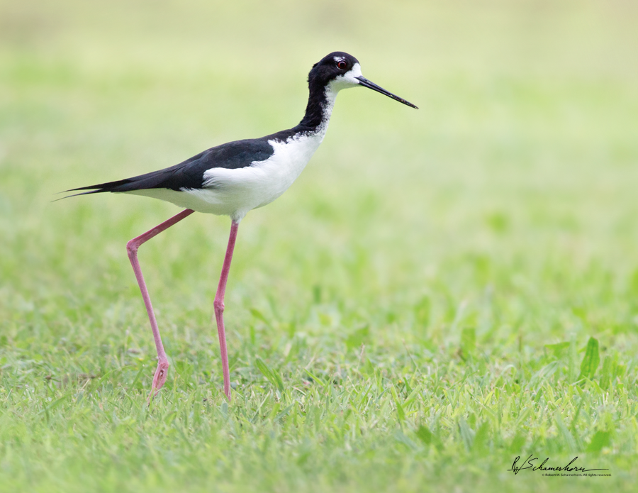 Wildlife Photography Gallery Image
