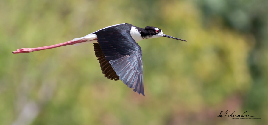 Wildlife Photography Gallery Image