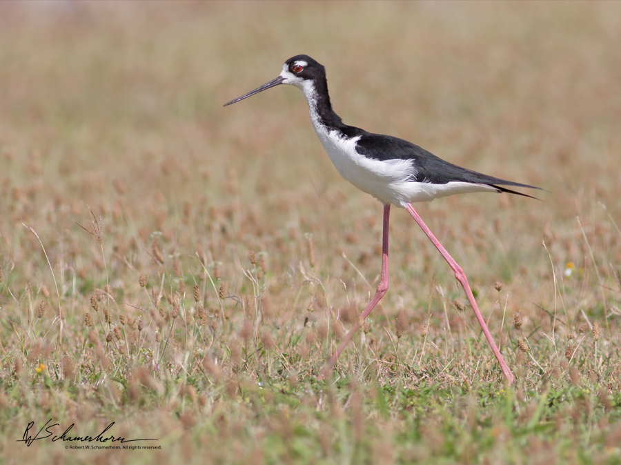 Wildlife Photography Gallery Image