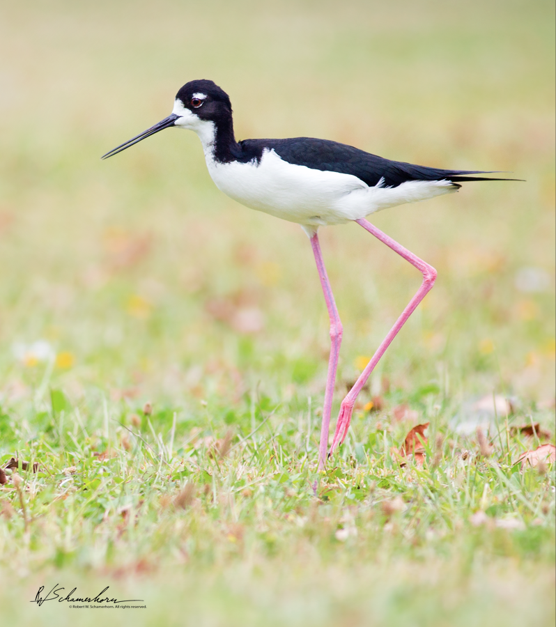Wildlife Photography Gallery Image