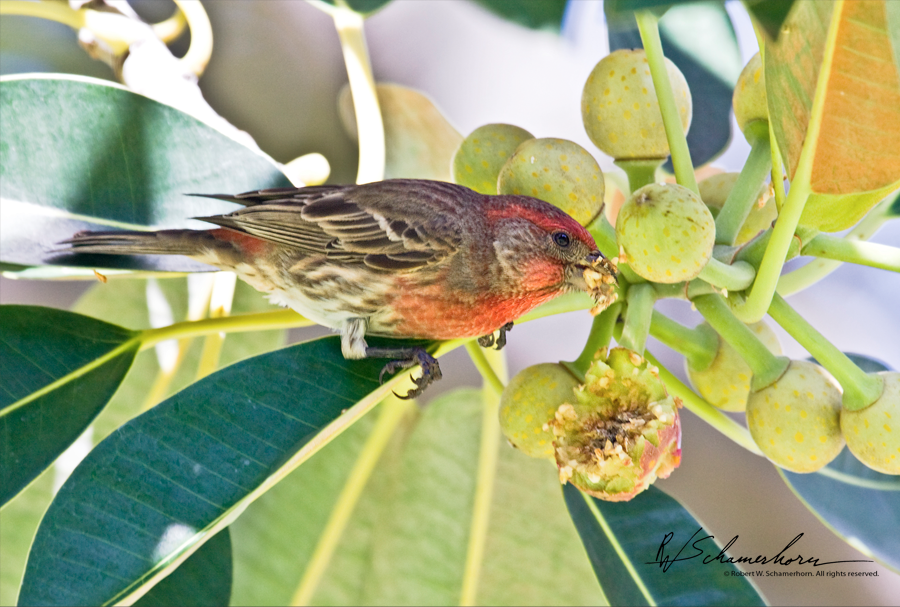 Wildlife Photography Gallery Image