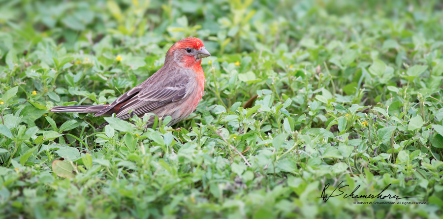 Wildlife Photography Gallery Image