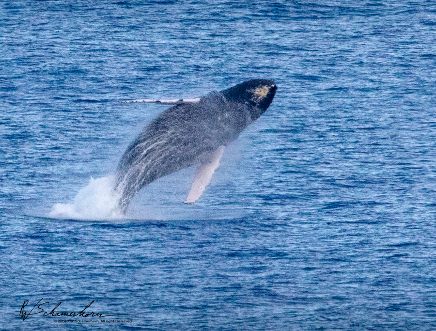 Wildlife Photography Gallery Image