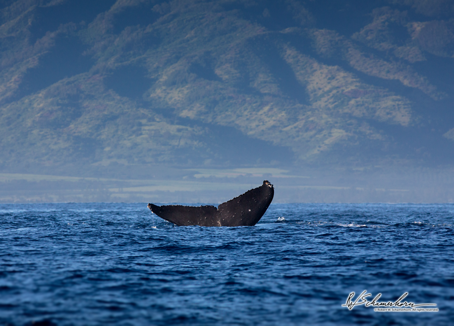 Wildlife Photography Gallery Image