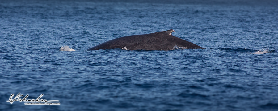Wildlife Photography Gallery Image