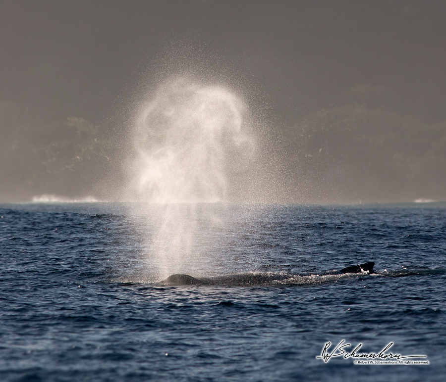 Wildlife Photography Gallery Image