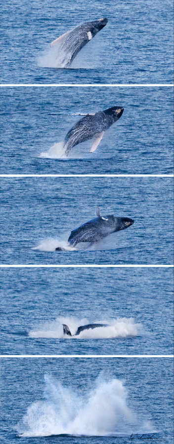 Wildlife Photography Gallery Image