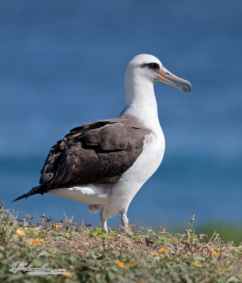 Wildlife Photography Gallery Image