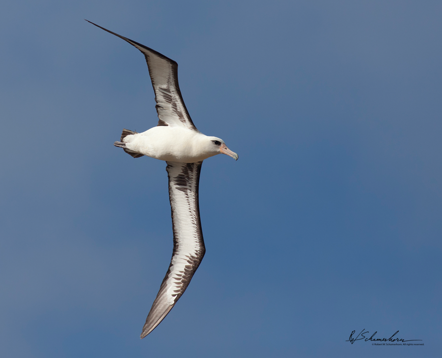 Wildlife Photography Gallery Image